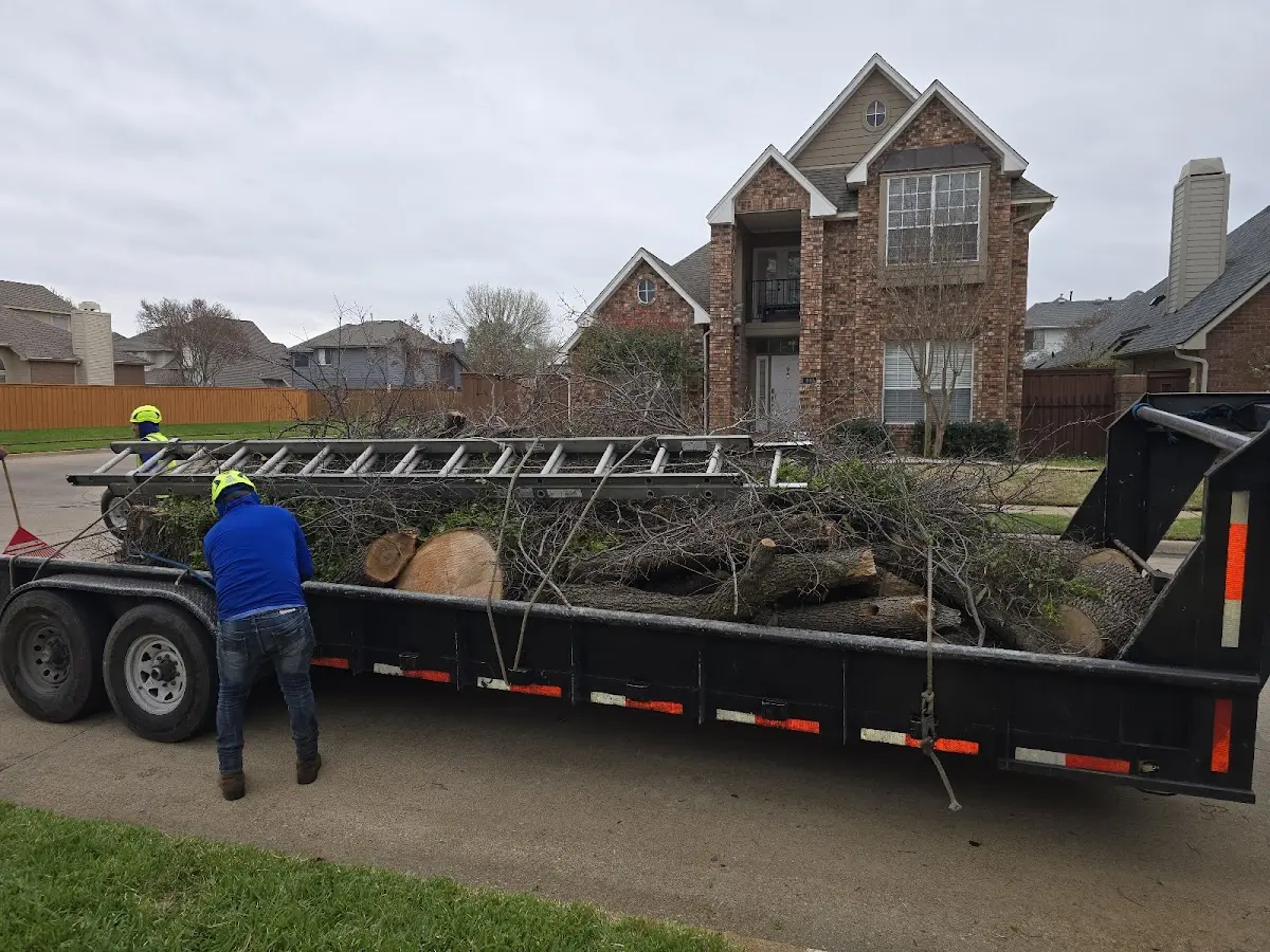Expert Tree Removal with proper safety equipment in Sheldon